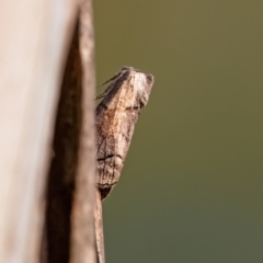 Drymoptila temenitis at Higgins Woodland - 30 Mar 2024