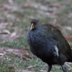 Tribonyx mortierii (Tasmanian Nativehen) at Smithton, TAS - 10 Feb 2024 by AlisonMilton