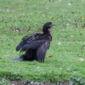 Phalacrocorax sulcirostris at Smithton, TAS - 11 Feb 2024