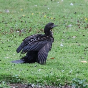 Phalacrocorax sulcirostris at Smithton, TAS - 11 Feb 2024 06:49 AM