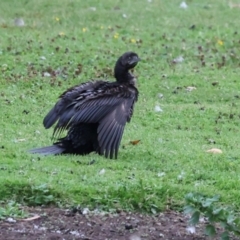 Phalacrocorax sulcirostris at Smithton, TAS - 11 Feb 2024 06:49 AM