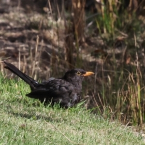 Turdus merula at Smithton, TAS - 10 Feb 2024 04:46 PM