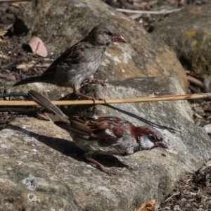 Passer domesticus at Smithton, TAS - 10 Feb 2024 04:48 PM