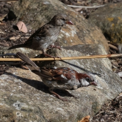 Passer domesticus (House Sparrow) at Smithton, TAS - 10 Feb 2024 by AlisonMilton