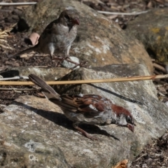 Passer domesticus at Smithton, TAS - 10 Feb 2024