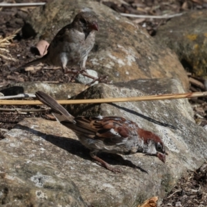 Passer domesticus at Smithton, TAS - 10 Feb 2024 04:48 PM