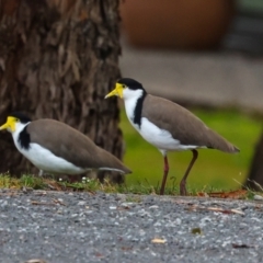 Vanellus miles (Masked Lapwing) at Smithton, TAS - 10 Feb 2024 by AlisonMilton