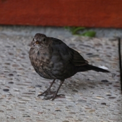 Turdus merula (Eurasian Blackbird) at Smithton, TAS - 11 Feb 2024 by AlisonMilton