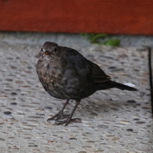 Turdus merula at Smithton, TAS - 11 Feb 2024