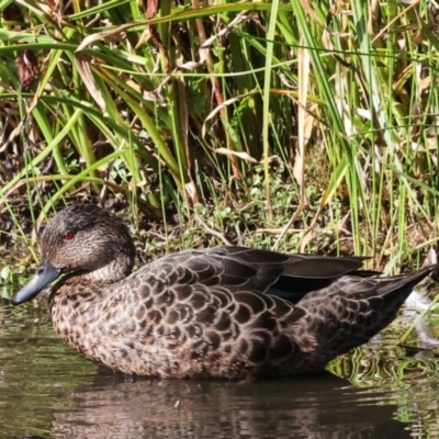 Anas castanea (Chestnut Teal) at Smithton, TAS - 11 Feb 2024 by AlisonMilton