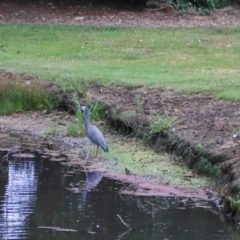 Egretta novaehollandiae (White-faced Heron) at Smithton, TAS - 10 Feb 2024 by AlisonMilton