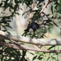 Rhipidura leucophrys at Namadgi National Park - 26 Mar 2024