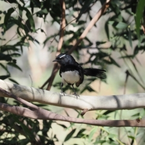 Rhipidura leucophrys at Namadgi National Park - 26 Mar 2024