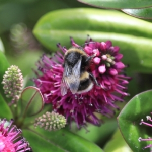 Bombus terrestris (Buff-tailed bumblebee, Large earth bumblebee) at Stanley, TAS by AlisonMilton