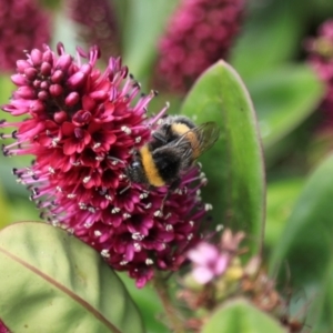 Bombus terrestris at Stanley, TAS - 11 Feb 2024