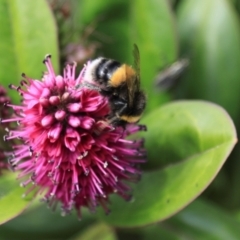 Bombus terrestris at Stanley, TAS - 11 Feb 2024