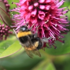 Bombus terrestris at Stanley, TAS - 11 Feb 2024