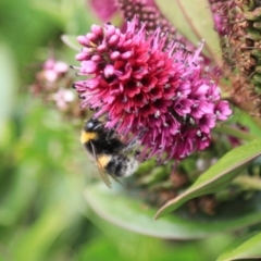 Bombus terrestris at Stanley, TAS - 11 Feb 2024