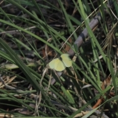 Eurema smilax (Small Grass-yellow) at Rendezvous Creek, ACT - 26 Mar 2024 by RAllen