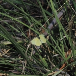 Eurema smilax at Namadgi National Park - 26 Mar 2024 04:18 PM