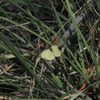 Eurema smilax (Small Grass-yellow) at Rendezvous Creek, ACT - 26 Mar 2024 by RAllen