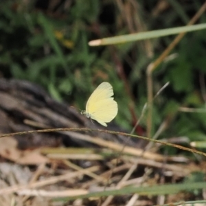 Eurema smilax at Namadgi National Park - 26 Mar 2024