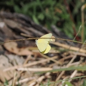 Eurema smilax at Namadgi National Park - 26 Mar 2024 04:18 PM