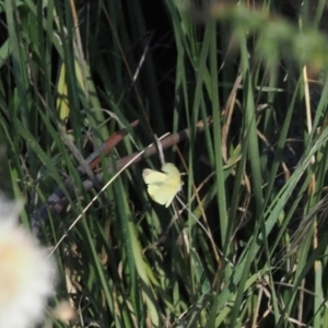 Eurema smilax at Namadgi National Park - 26 Mar 2024