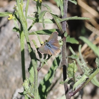 Theclinesthes serpentata (Saltbush Blue) at Rendezvous Creek, ACT - 26 Mar 2024 by RAllen