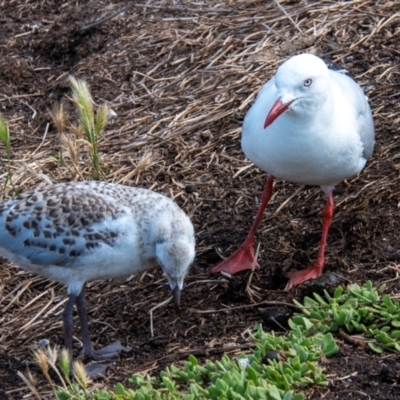 Chroicocephalus novaehollandiae (Silver Gull) at Summerlands, VIC - 23 Dec 2023 by Petesteamer