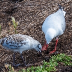 Chroicocephalus novaehollandiae at Phillip Island Nature Park - 24 Dec 2023 08:54 AM