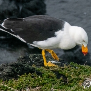 Larus pacificus (Pacific Gull) at Phillip Island Nature Park by Petesteamer