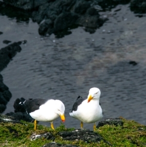 Larus pacificus at Phillip Island Nature Park - 30 Jun 2023