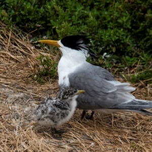 Thalasseus bergii at Phillip Island Nature Park - 28 Dec 2023 09:31 AM