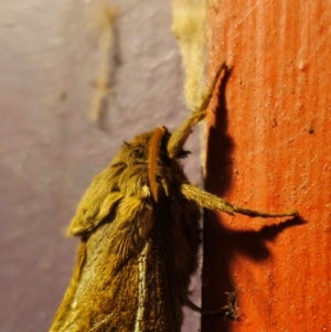 Oxycanus australis at QPRC LGA - 6 Apr 2024