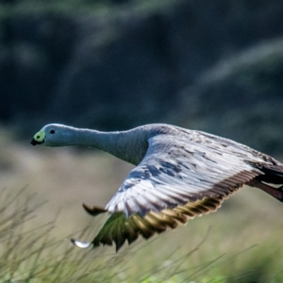 Cereopsis novaehollandiae (Cape Barren Goose) at Summerlands, VIC - 26 Jul 2018 by Petesteamer