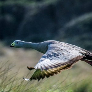 Cereopsis novaehollandiae (Cape Barren Goose) at suppressed by Petesteamer