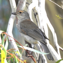 Colluricincla harmonica (Grey Shrikethrush) at Lions Youth Haven - Westwood Farm - 6 Apr 2024 by HelenCross