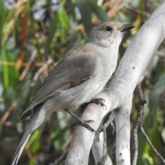 Colluricincla harmonica at Lions Youth Haven - Westwood Farm A.C.T. - 6 Apr 2024