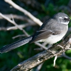 Rhipidura albiscapa (Grey Fantail) at Phillip Island Nature Park - 18 Apr 2018 by Petesteamer