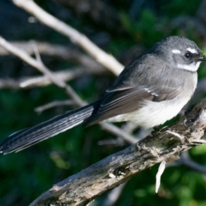 Rhipidura albiscapa (Grey Fantail) at Phillip Island Nature Park by Petesteamer