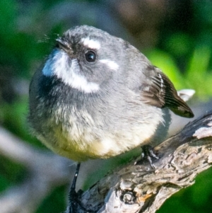 Rhipidura albiscapa at Phillip Island Nature Park - 18 Apr 2018