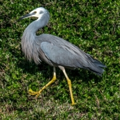 Egretta novaehollandiae (White-faced Heron) at Phillip Island Nature Park - 26 Jul 2018 by Petesteamer