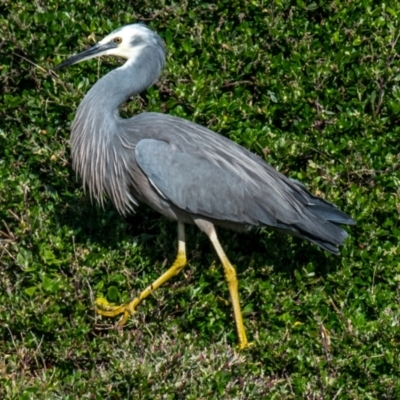 Egretta novaehollandiae (White-faced Heron) at Summerlands, VIC - 26 Jul 2018 by Petesteamer