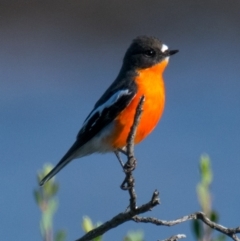 Petroica phoenicea (Flame Robin) at Ventnor, VIC - 17 Apr 2018 by Petesteamer