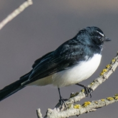 Rhipidura leucophrys (Willie Wagtail) at Phillip Island Nature Park - 18 Apr 2018 by Petesteamer