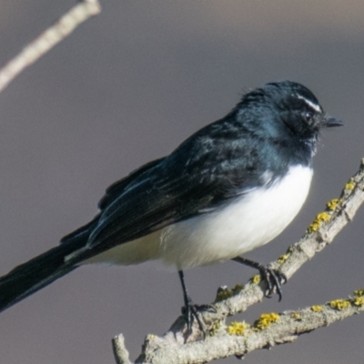 Rhipidura leucophrys (Willie Wagtail) at Ventnor, VIC - 17 Apr 2018 by Petesteamer