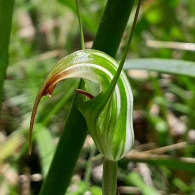 Diplodium decurvum (Summer greenhood) at Tharwa, ACT - 21 Jan 2024 by Venture