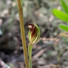 Speculantha rubescens (Blushing Tiny Greenhood) at Acton, ACT - 28 Jan 2024 by Venture