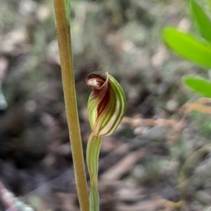 Speculantha rubescens at Black Mountain - suppressed